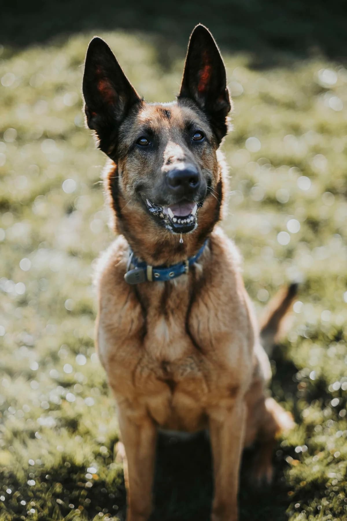 Lady, female senior Belgian Malinois for adoption at Perwez), Sans Collier
