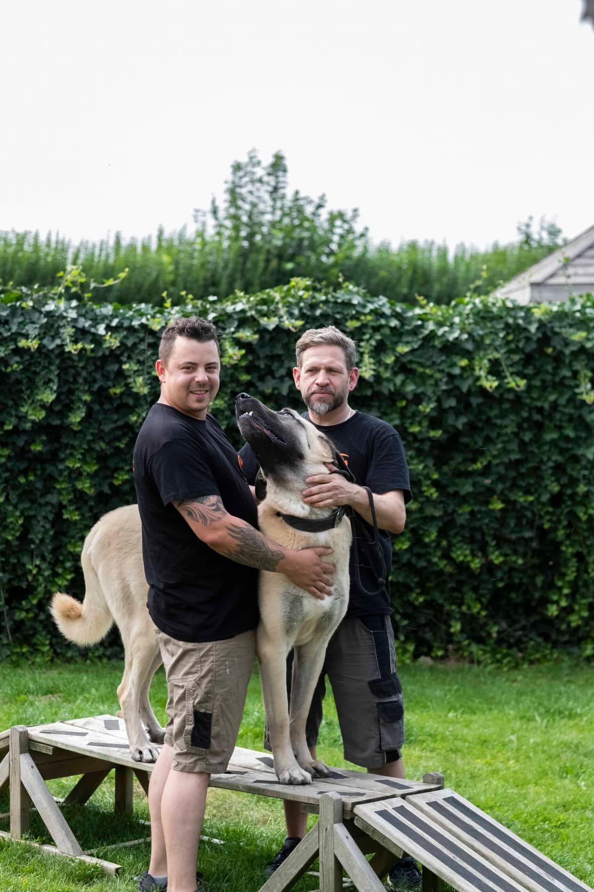 Locky, male mixed breed for adoption at Perwez), Sans Collier photo 2