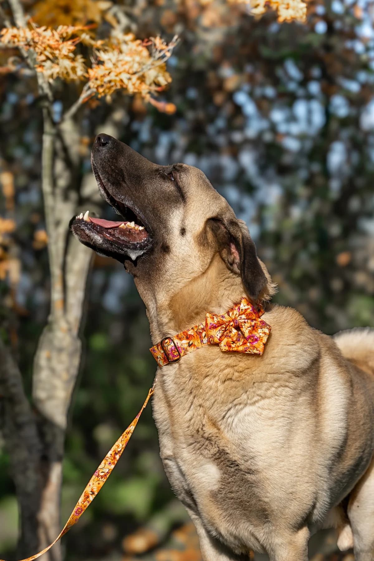 Locky, male mixed breed for adoption at Perwez), Sans Collier photo 3