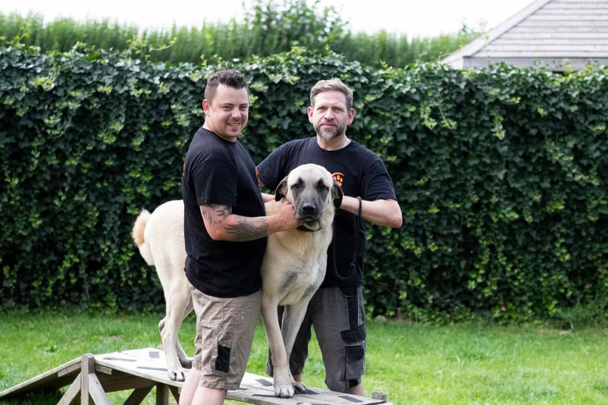 Locky, male mixed breed for adoption at Perwez), Sans Collier photo 4