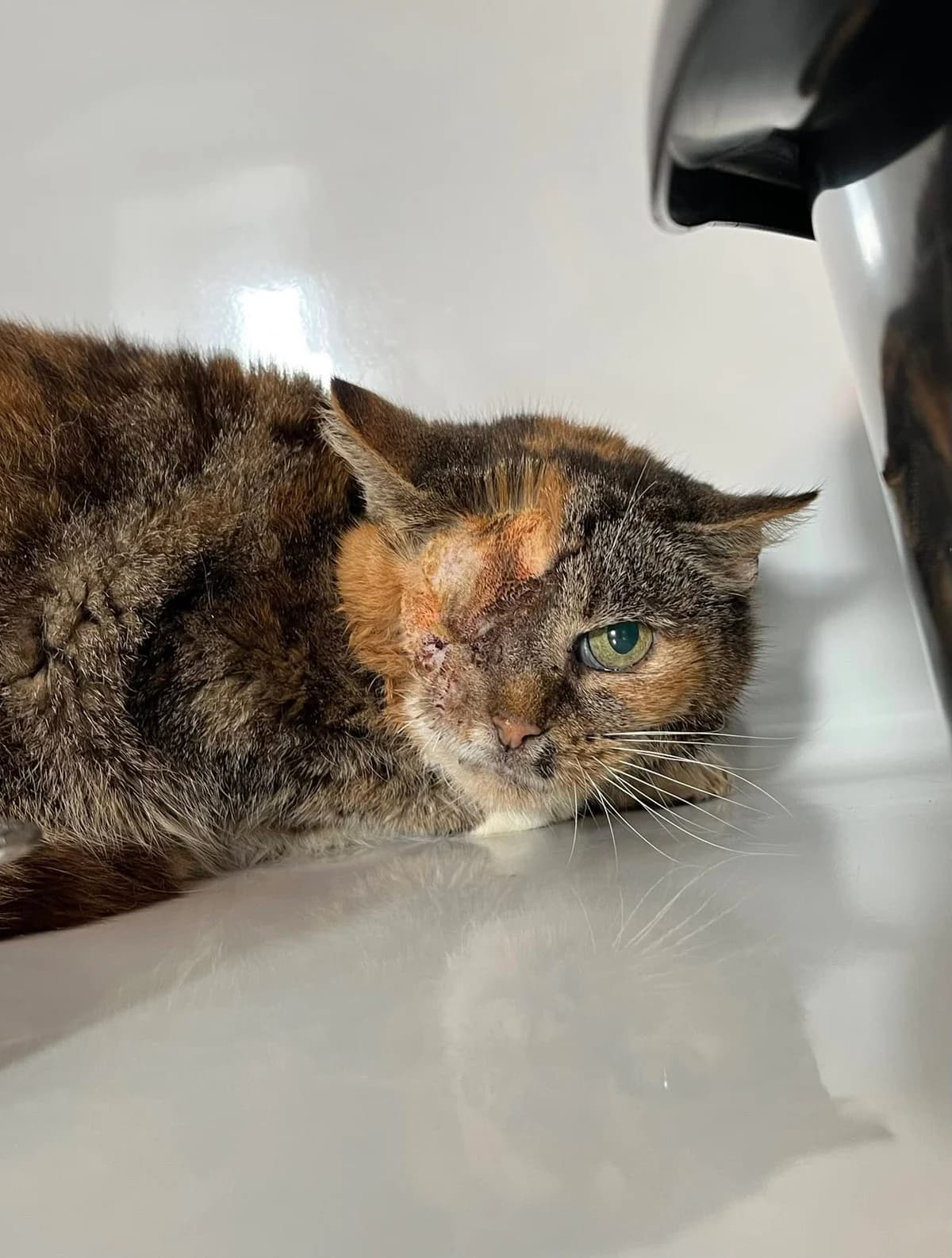 Louloutte, female senior European Shorthair for adoption at Perwez), Sans Collier