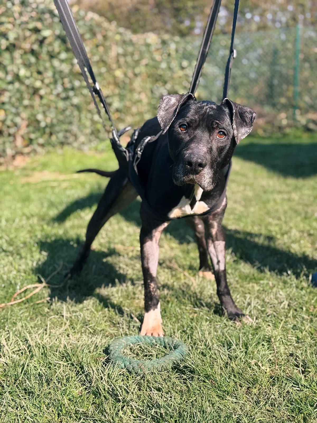 Lucky, male 6yo American Staffordshire Terrier for adoption at Perwez), Sans Collier