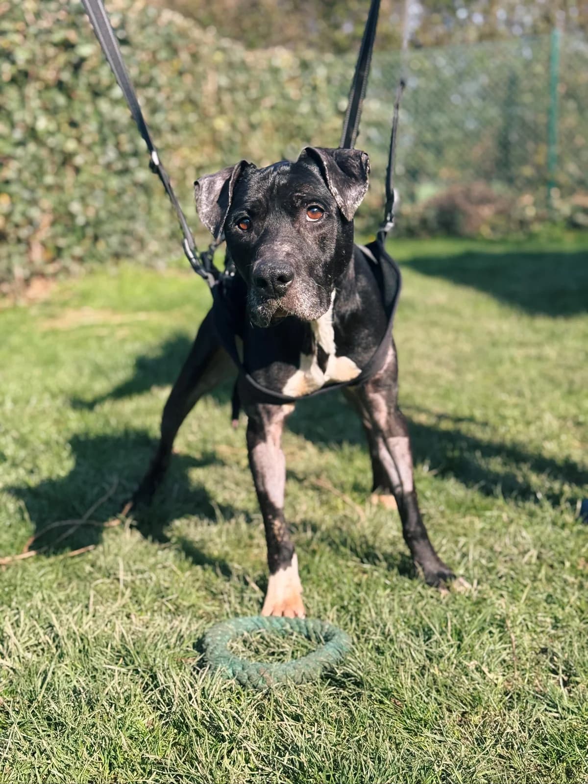 Lucky, male American Staffordshire Terrier for adoption at Perwez), Sans Collier photo 3