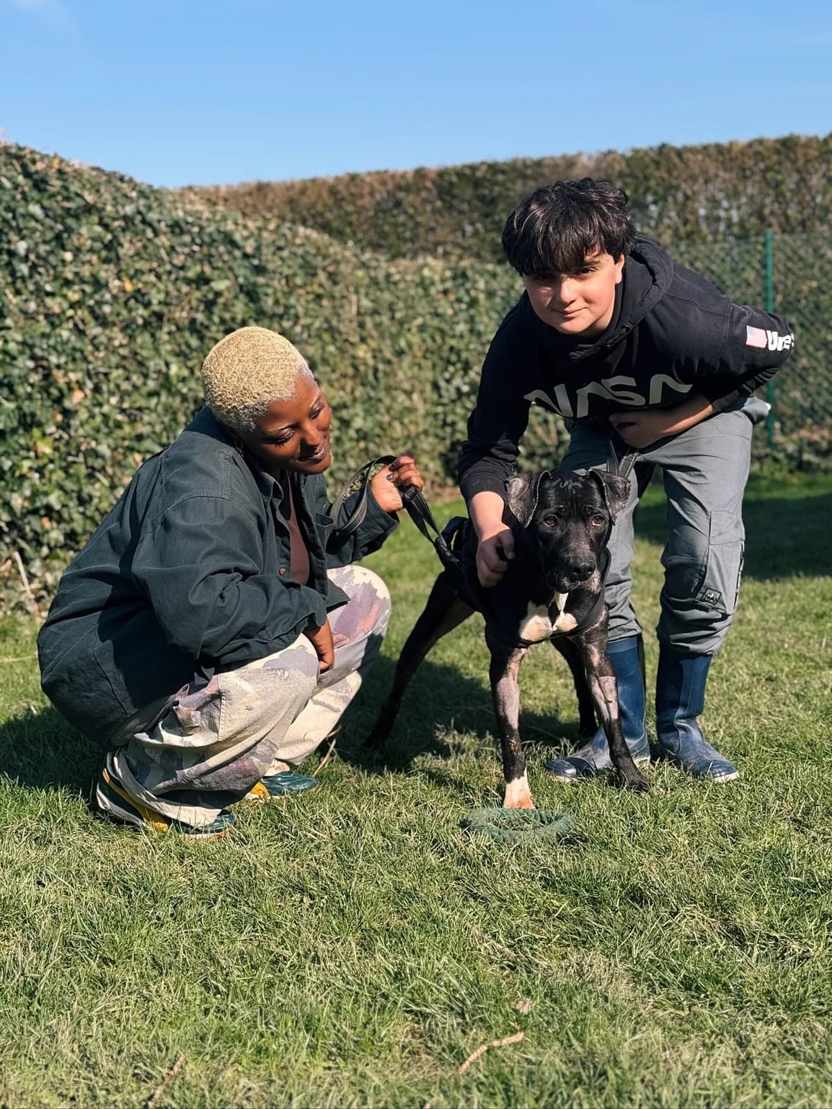 Lucky, male American Staffordshire Terrier for adoption at Perwez), Sans Collier photo 4