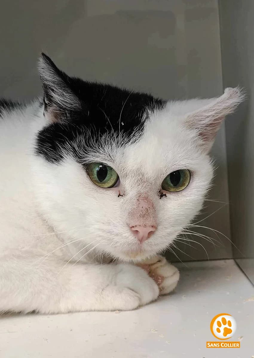 Madelaine, female European Shorthair for adoption at Sans Collier