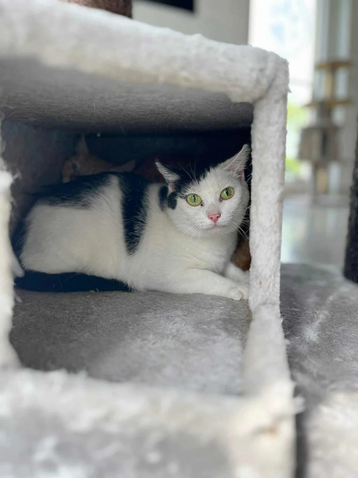 Madelaine, female European Shorthair for adoption at Perwez), Sans Collier photo 2