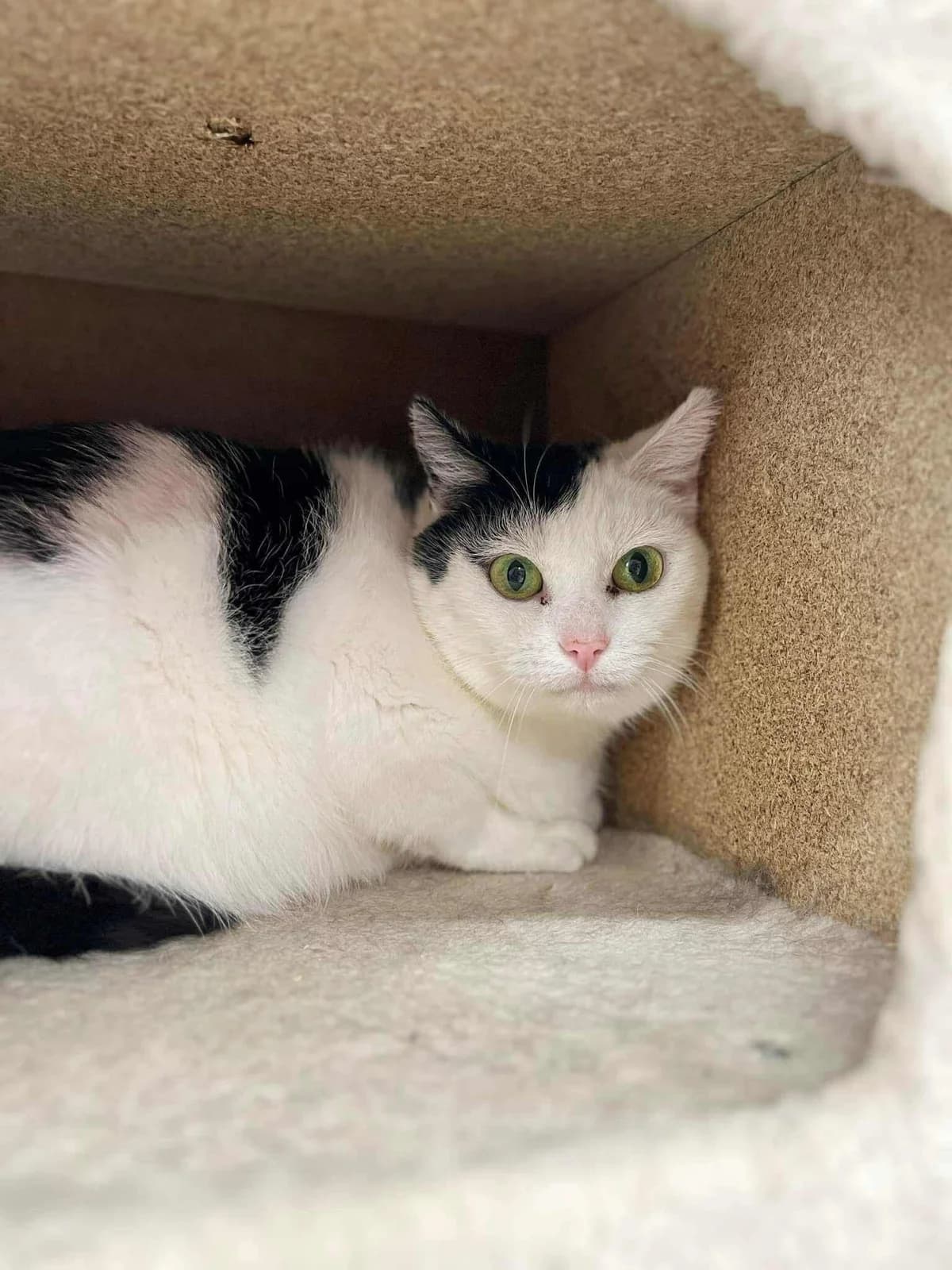 Madelaine, female European Shorthair for adoption at Perwez), Sans Collier photo 3