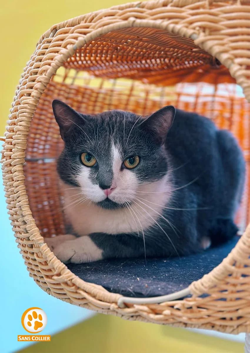 Matchata, male European Shorthair for adoption at Sans Collier