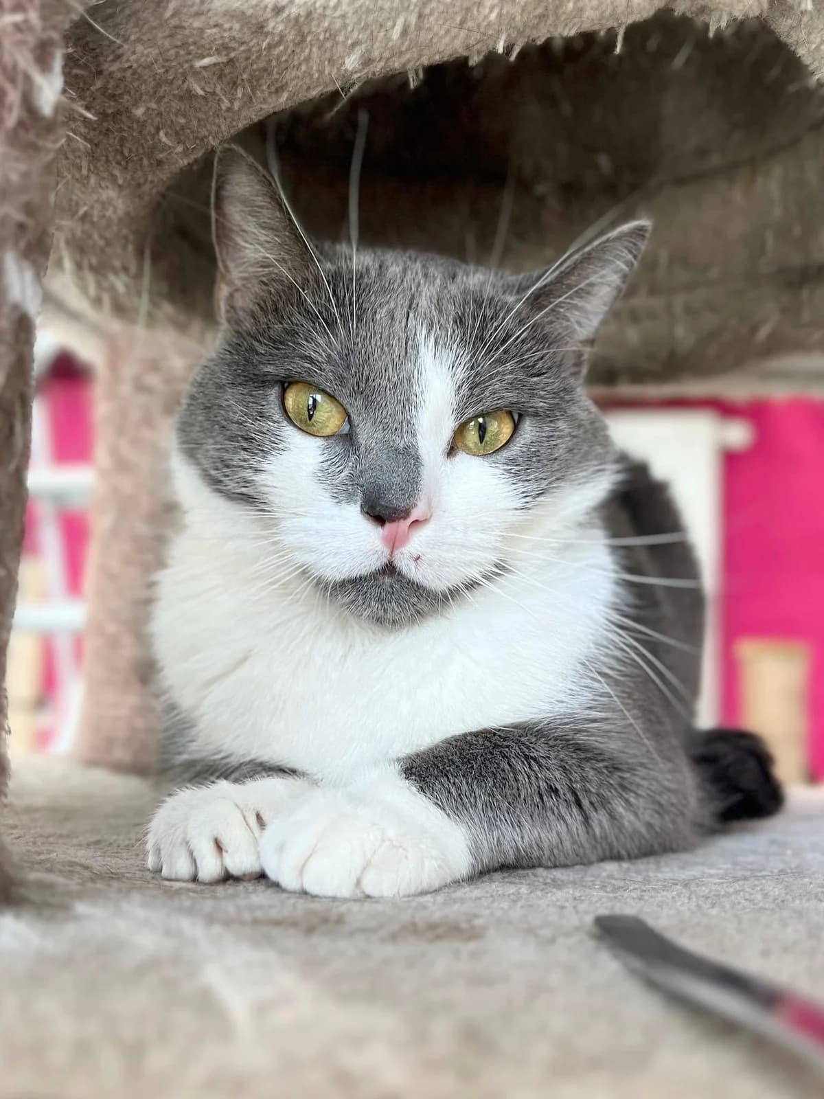 Matchata, male European Shorthair for adoption at Perwez), Sans Collier photo 2