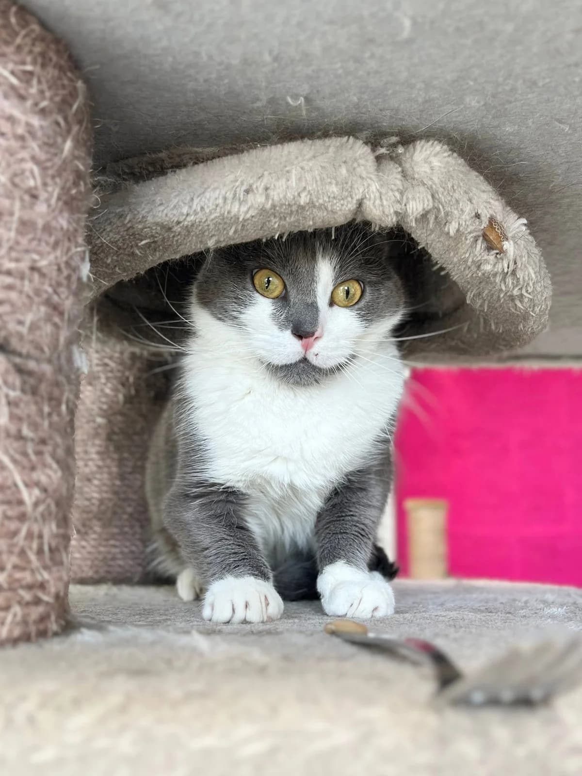 Matchata, male European Shorthair for adoption at Perwez), Sans Collier photo 3