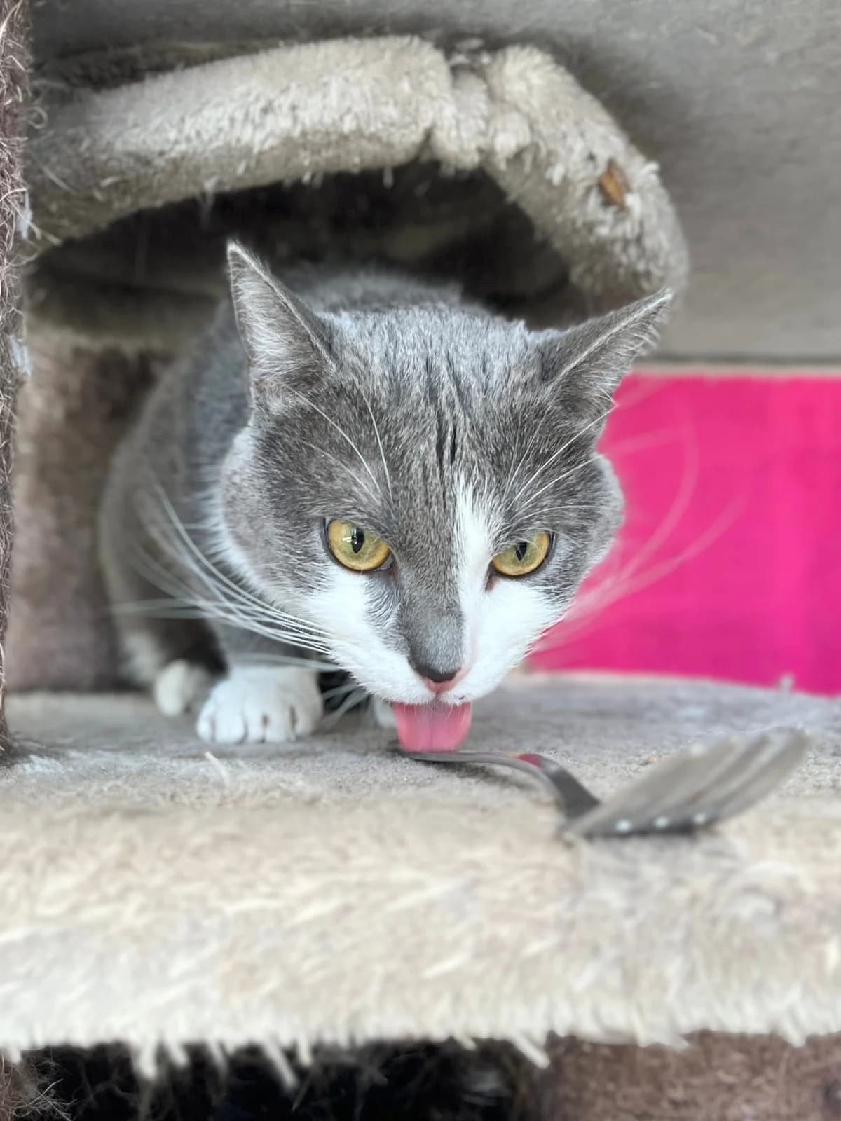 Matchata, male European Shorthair for adoption at Perwez), Sans Collier photo 4