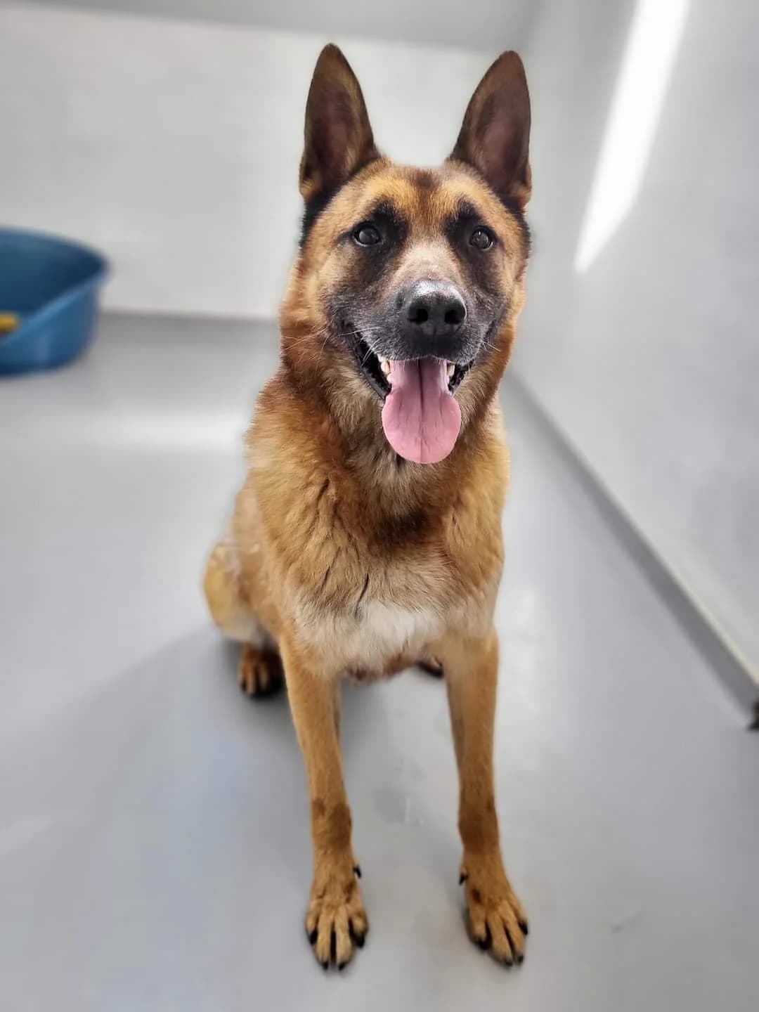 Max, male senior German Shepherd for adoption at Perwez), Sans Collier