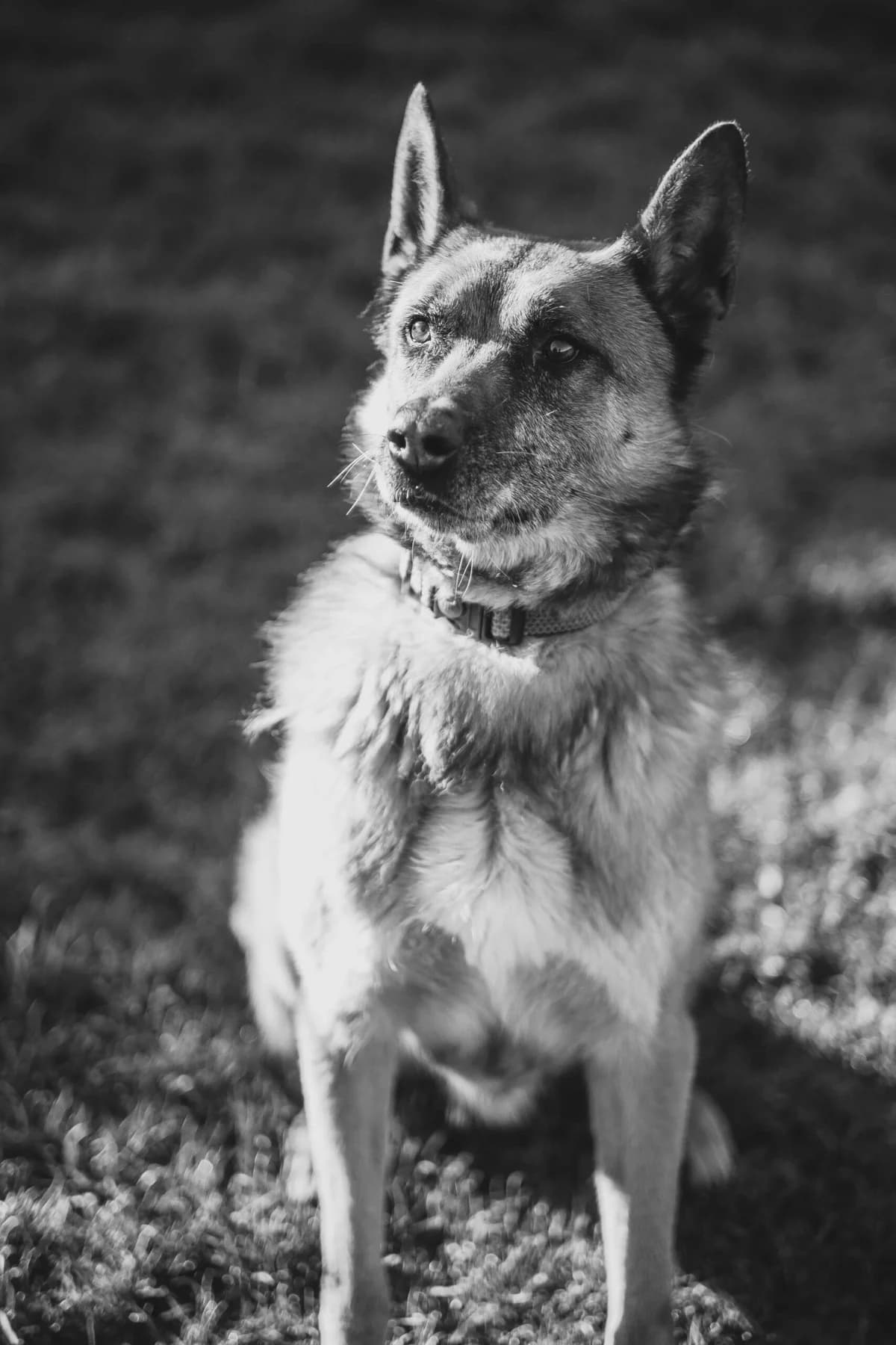 Max, male German Shepherd for adoption at Perwez), Sans Collier photo 2