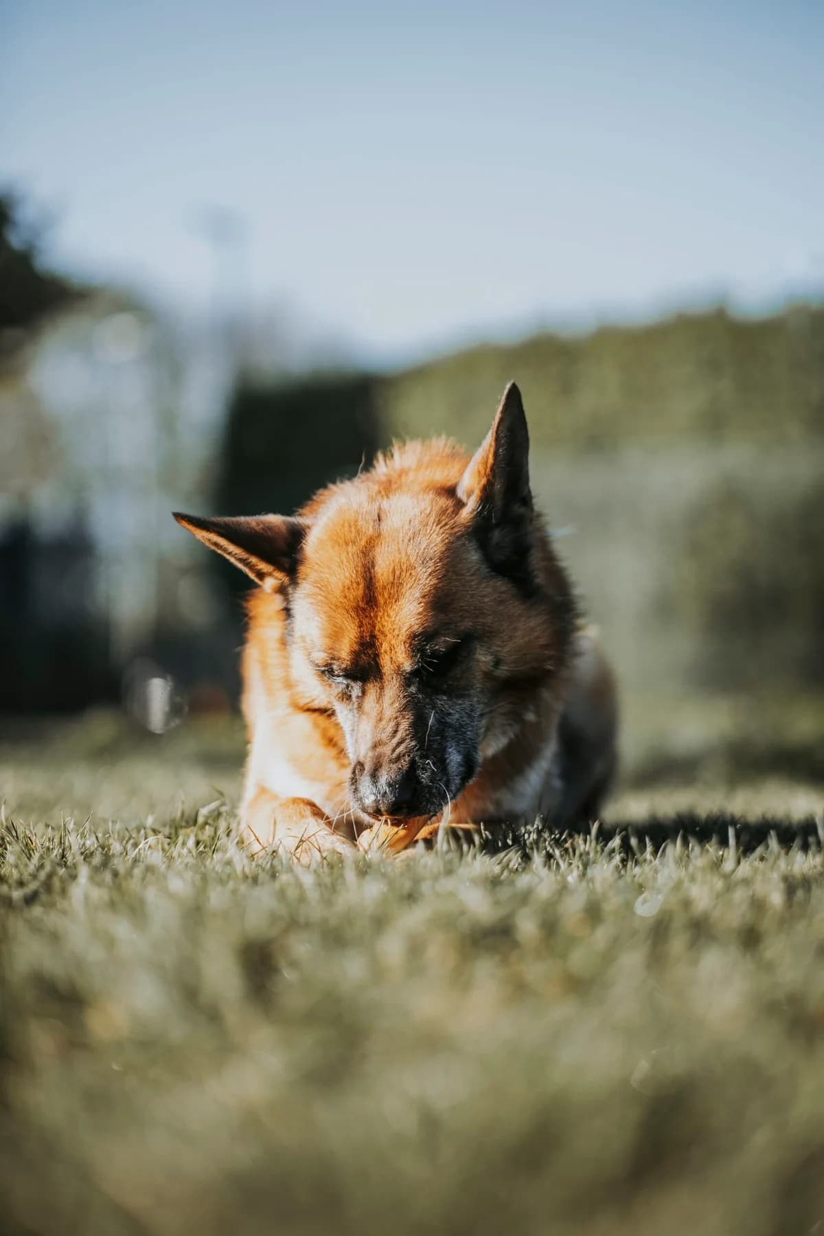 Max, male German Shepherd for adoption at Perwez), Sans Collier photo 4