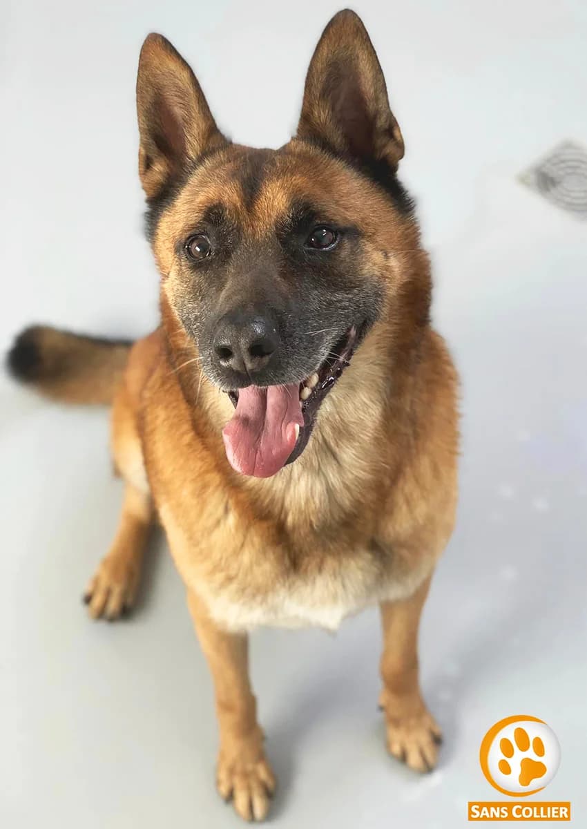 Max, male German Shepherd for adoption at Perwez), Sans Collier photo 5