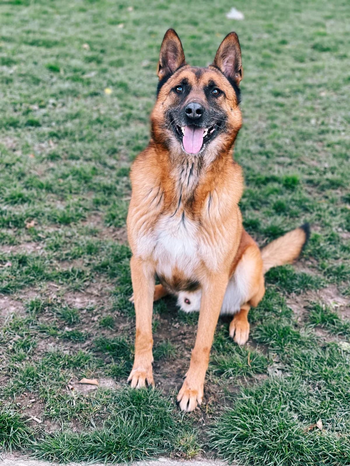 Max, male German Shepherd for adoption at Perwez), Sans Collier photo 6