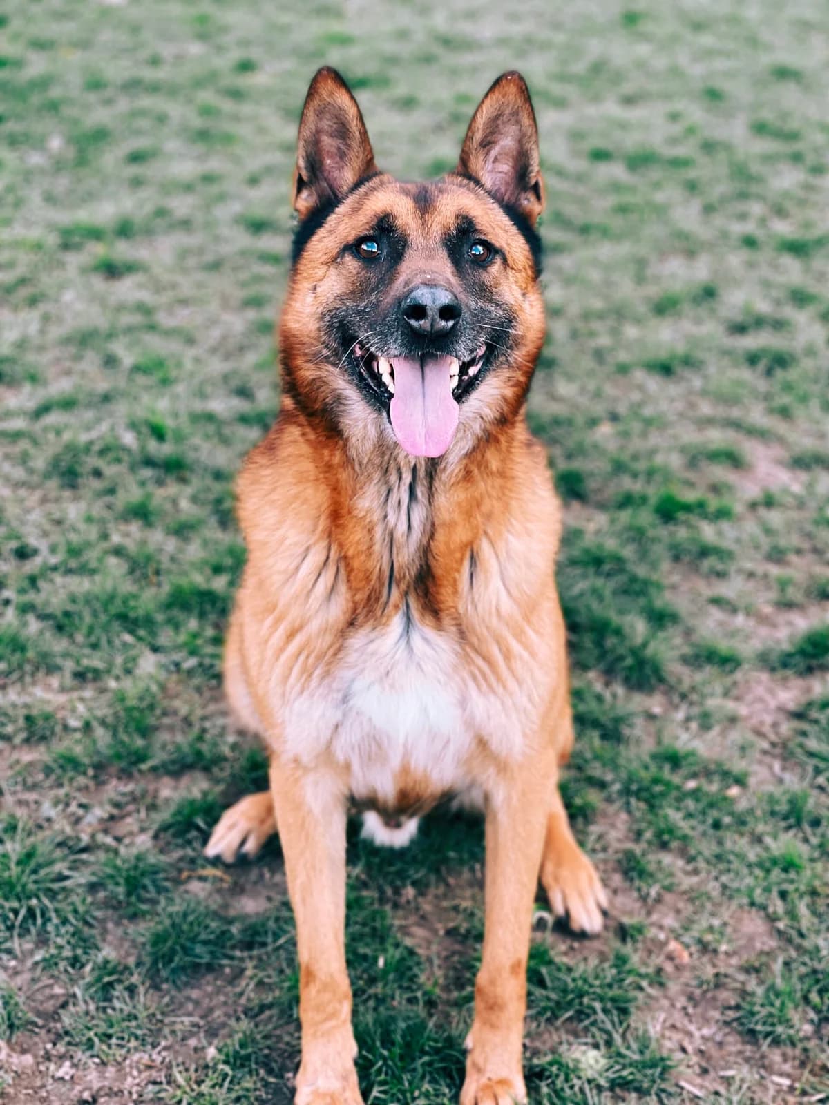 Max, male German Shepherd for adoption at Perwez), Sans Collier photo 7