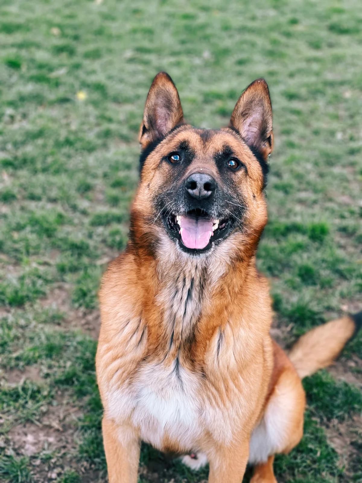 Max, male German Shepherd for adoption at Perwez), Sans Collier photo 8