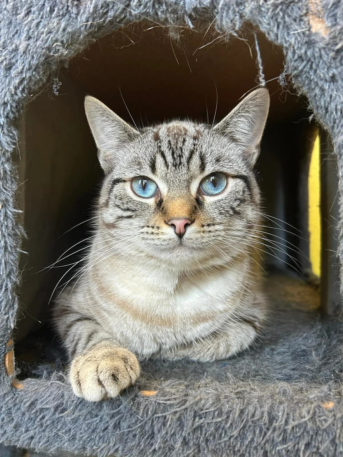Miahou, male Siamese for adoption at Perwez), Sans Collier