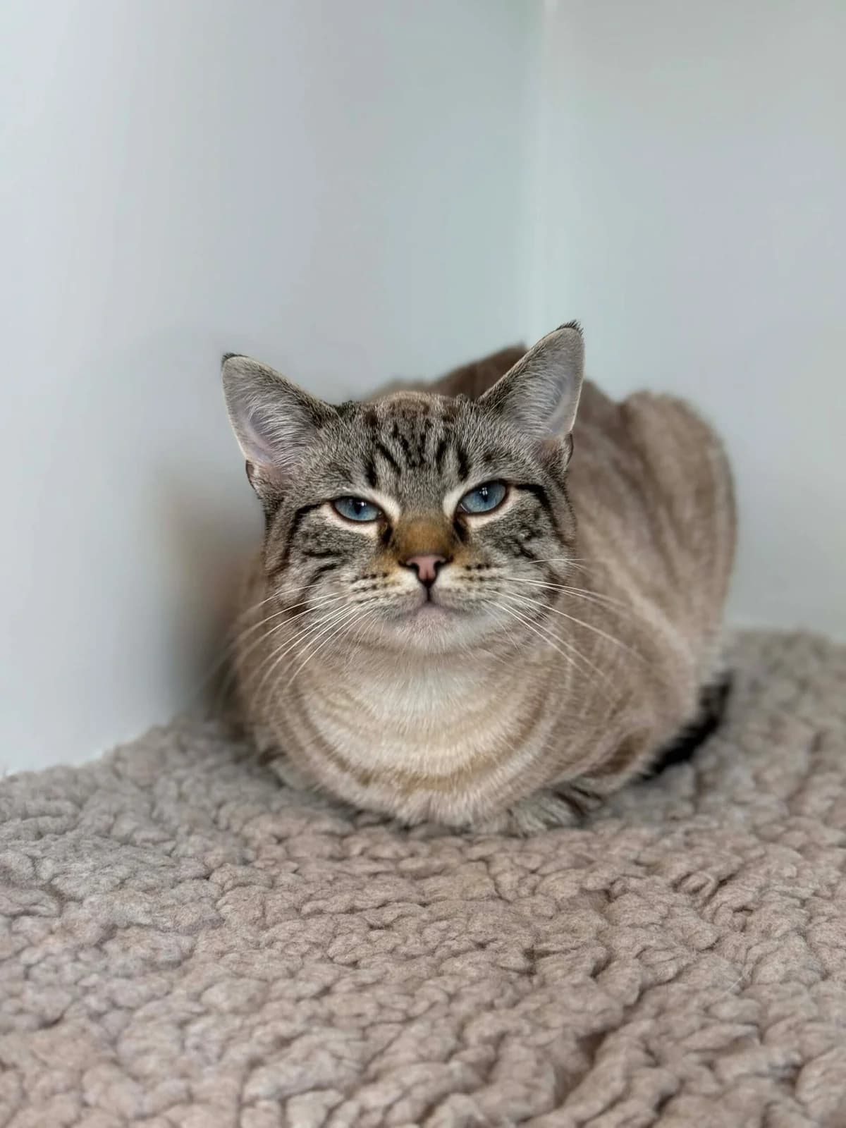 Miahou, male Siamese for adoption at Perwez), Sans Collier — photo 2 of 18