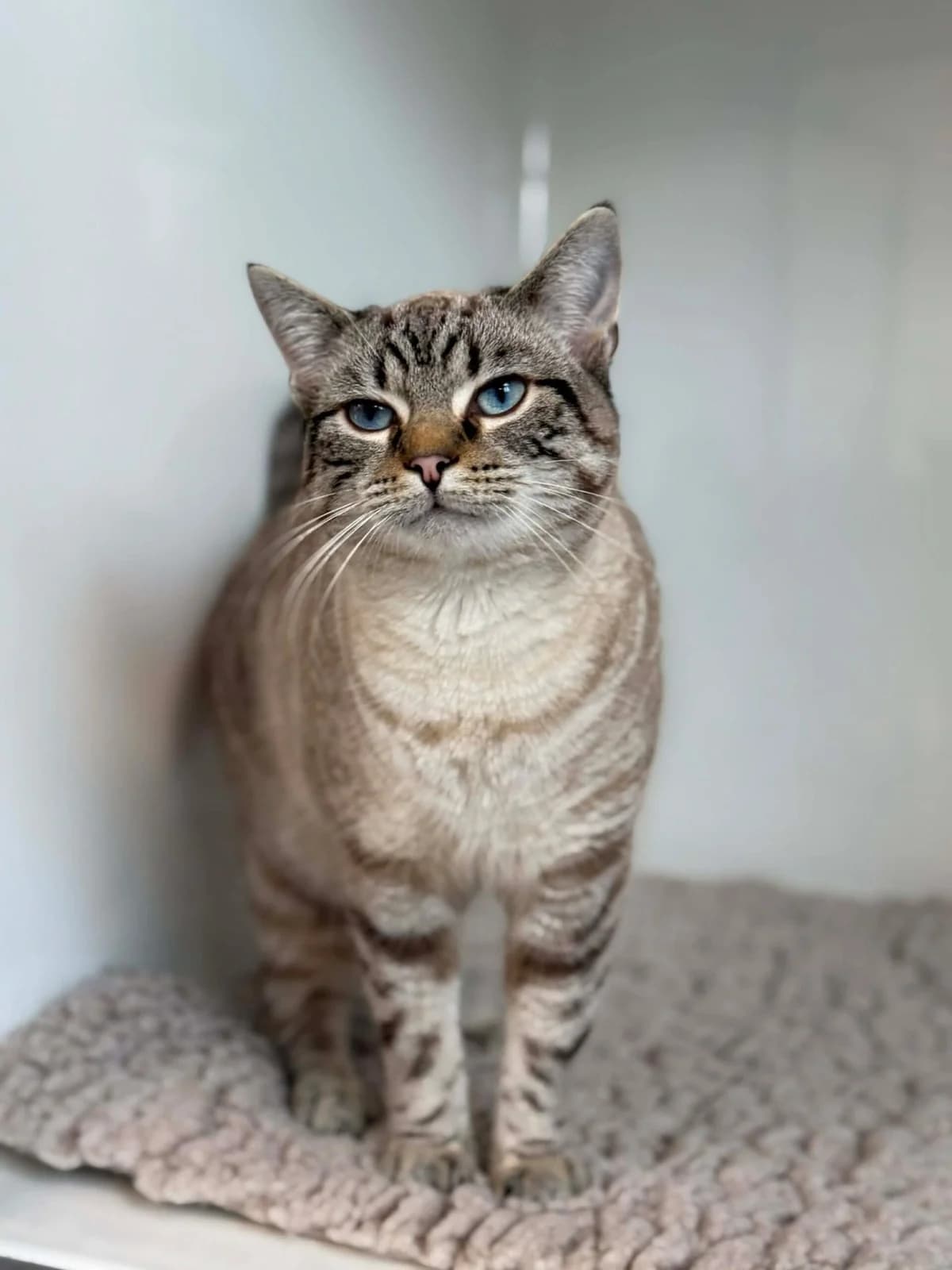 Miahou, male Siamese for adoption at Perwez), Sans Collier — photo 3 of 18