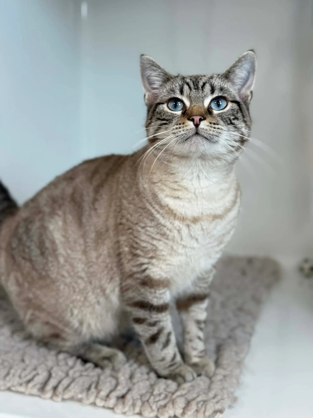 Miahou, male Siamese for adoption at Perwez), Sans Collier — photo 4 of 18