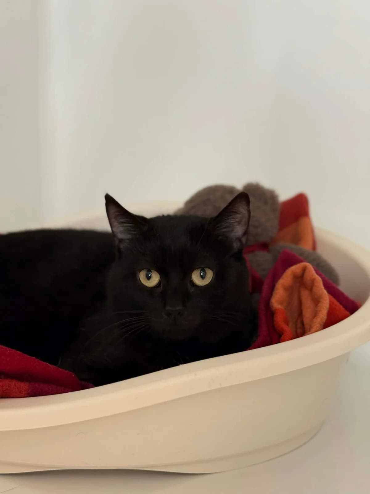 Miahou, male Siamese for adoption at Perwez), Sans Collier — photo 6 of 18