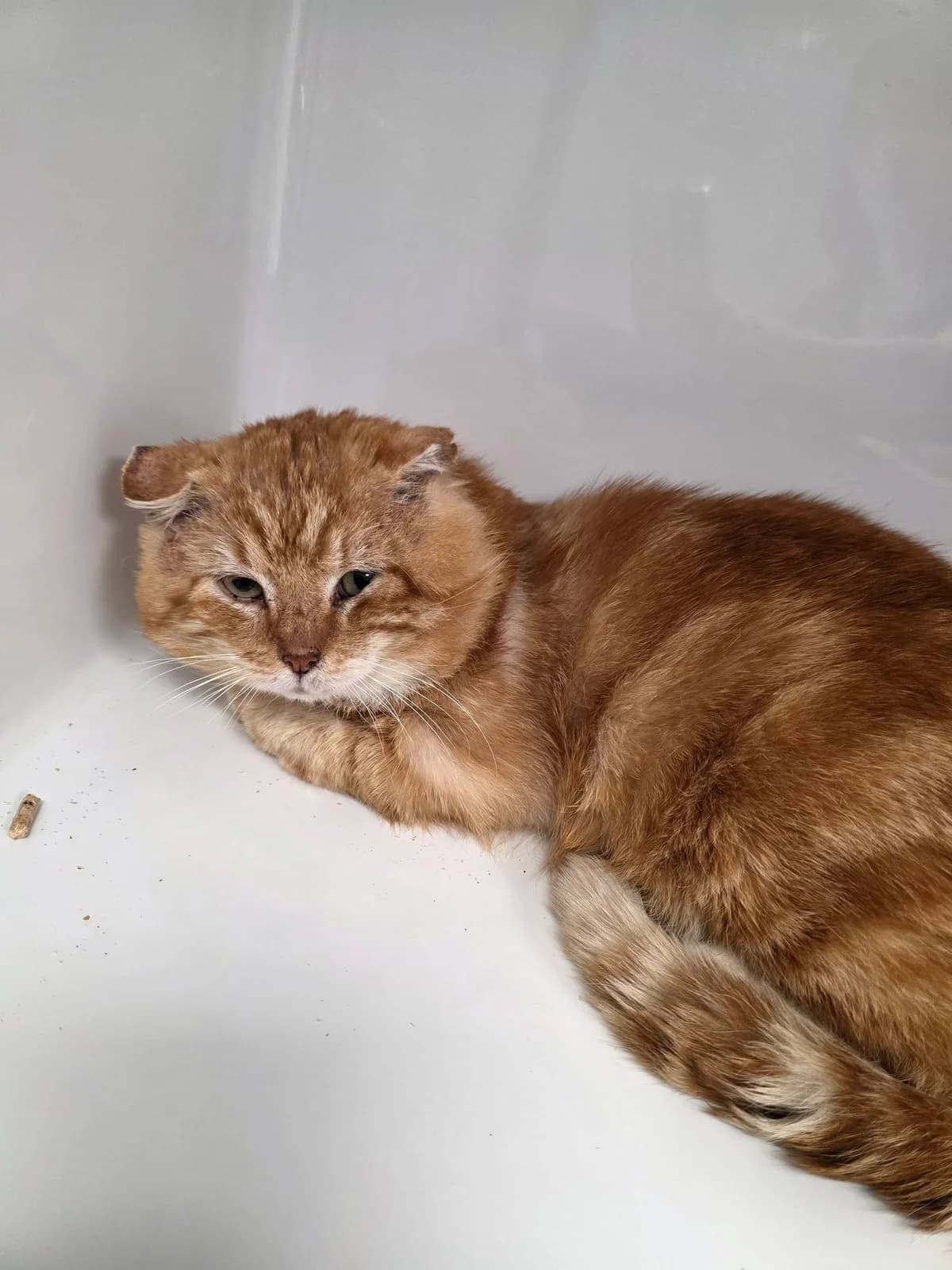 Mimolette, male senior European Shorthair for adoption at Perwez), Sans Collier