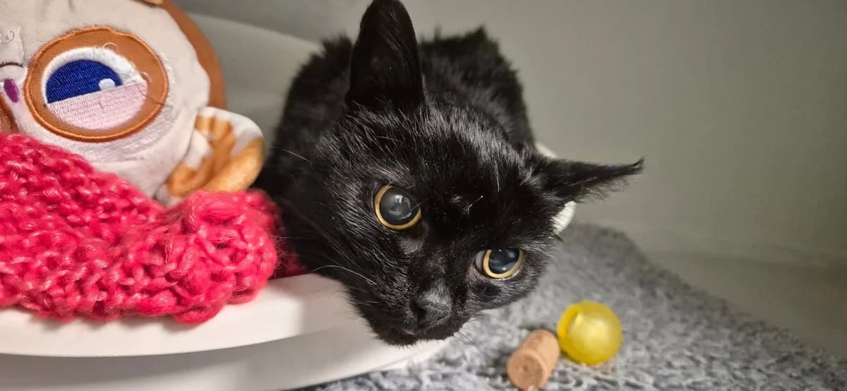 Mireille, female European Shorthair for adoption at Sans Collier