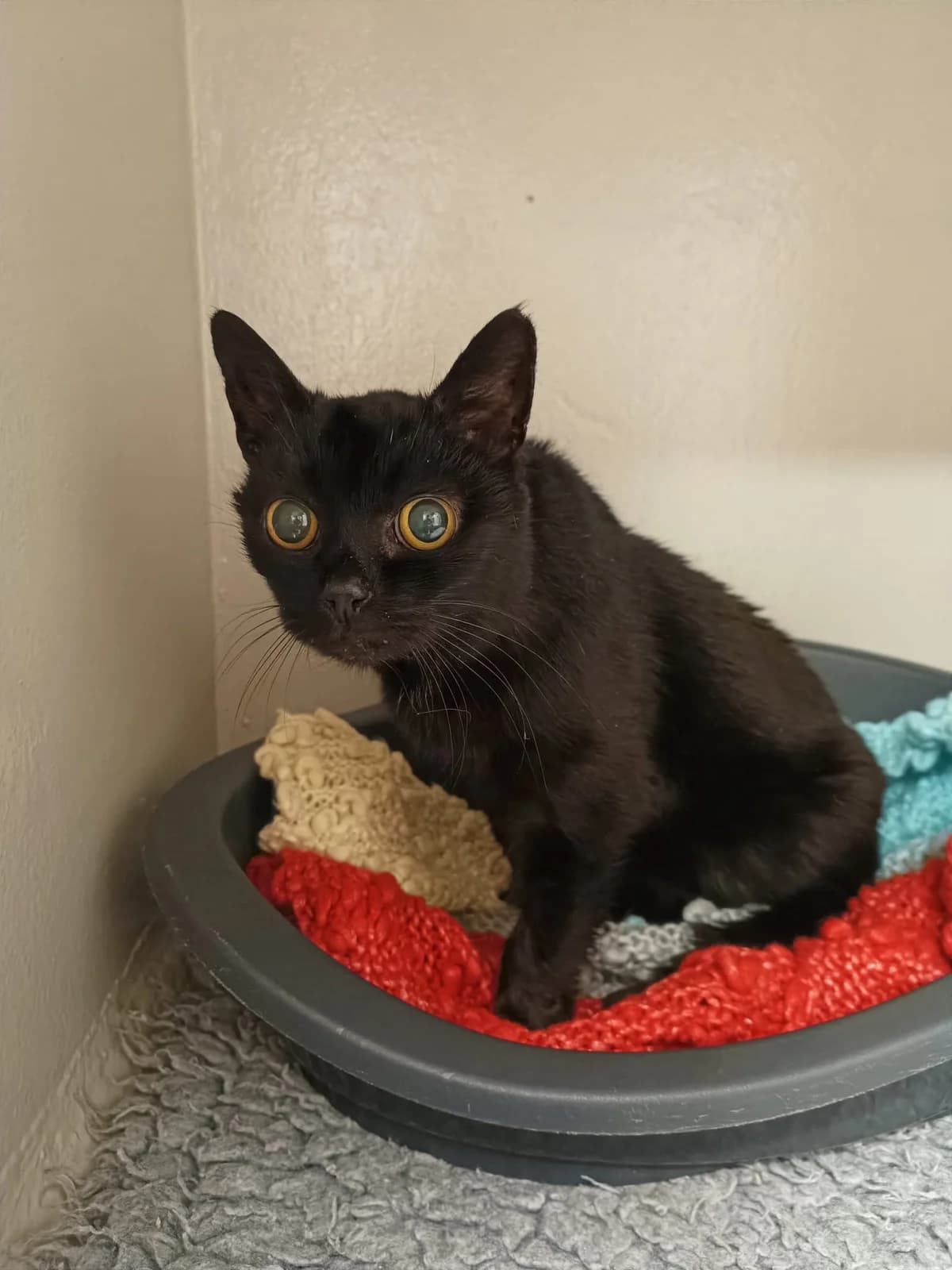 Mireille, female European Shorthair for adoption at Perwez), Sans Collier photo 2