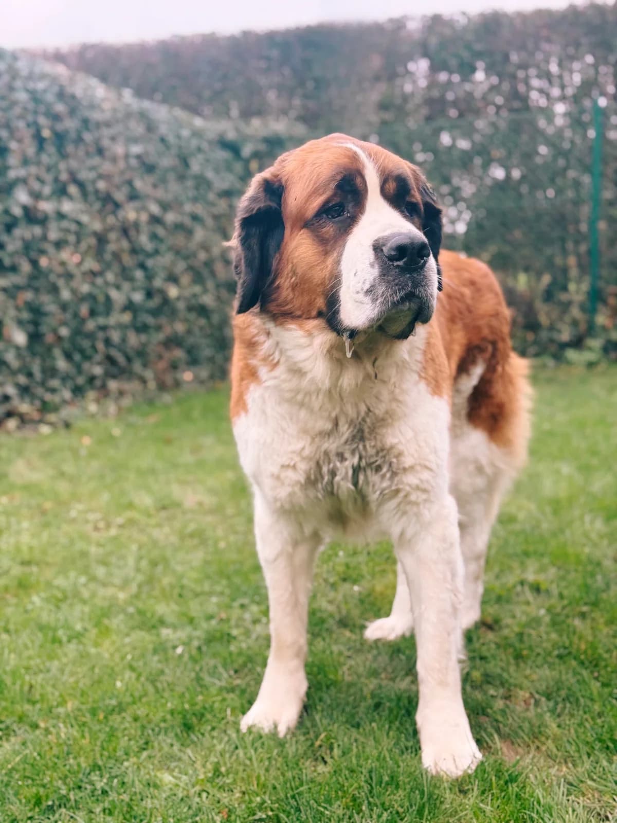 Mozart, male 6yo Saint Bernard for adoption at Perwez), Sans Collier