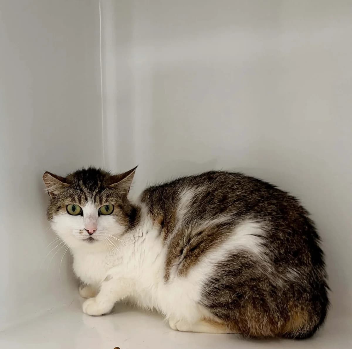 Mustafa, female 5yo European Shorthair for adoption at Perwez), Sans Collier