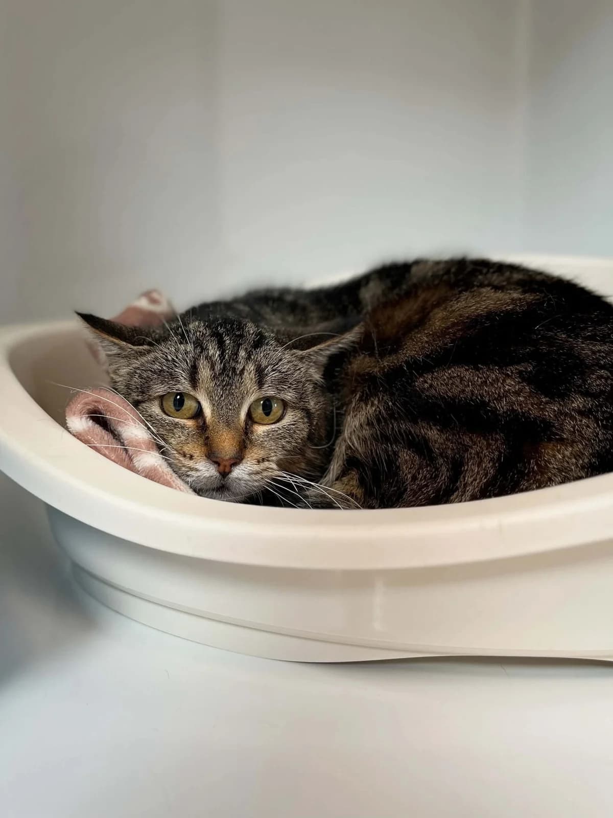 Myrabelle, female senior European Shorthair for adoption at Perwez), Sans Collier
