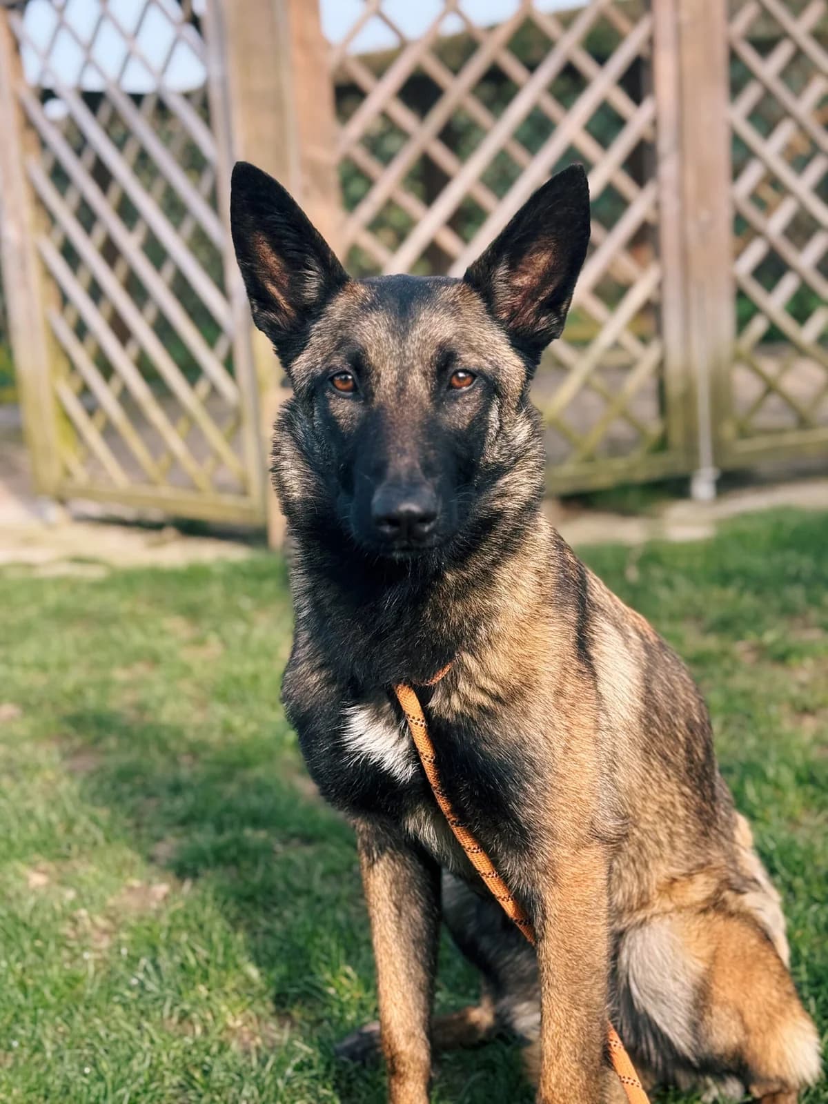 Naïa, female young Belgian Malinois for adoption at Perwez), Sans Collier