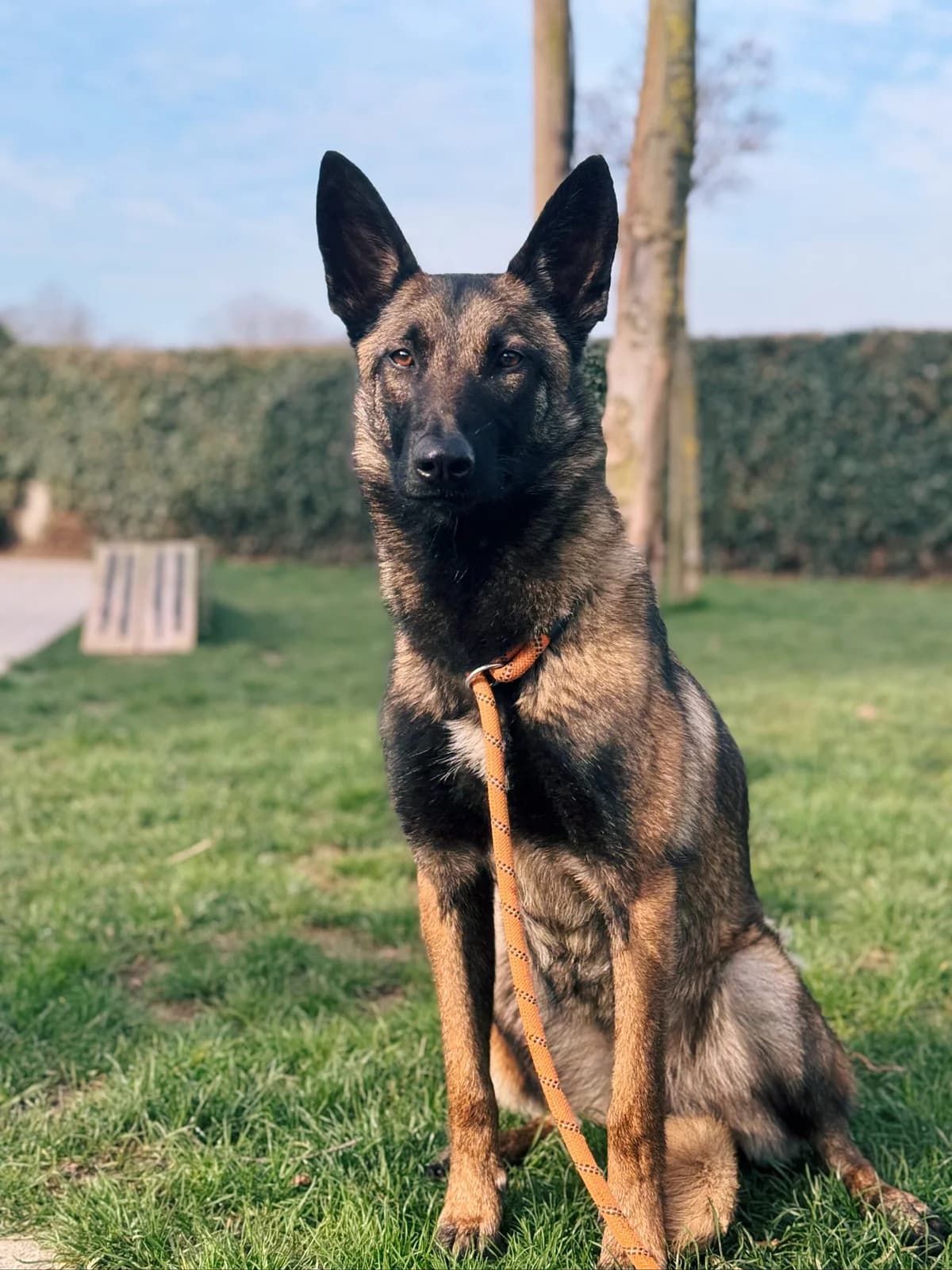 Naïa, female Belgian Malinois for adoption at Perwez), Sans Collier photo 2