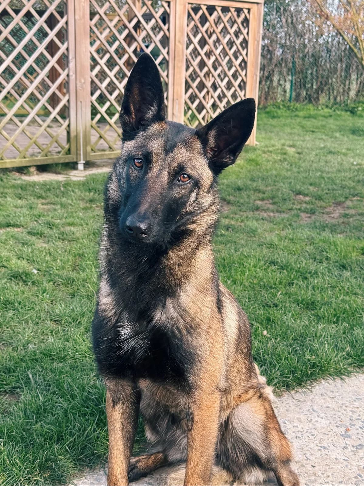 Naïa, female Belgian Malinois for adoption at Perwez), Sans Collier photo 3
