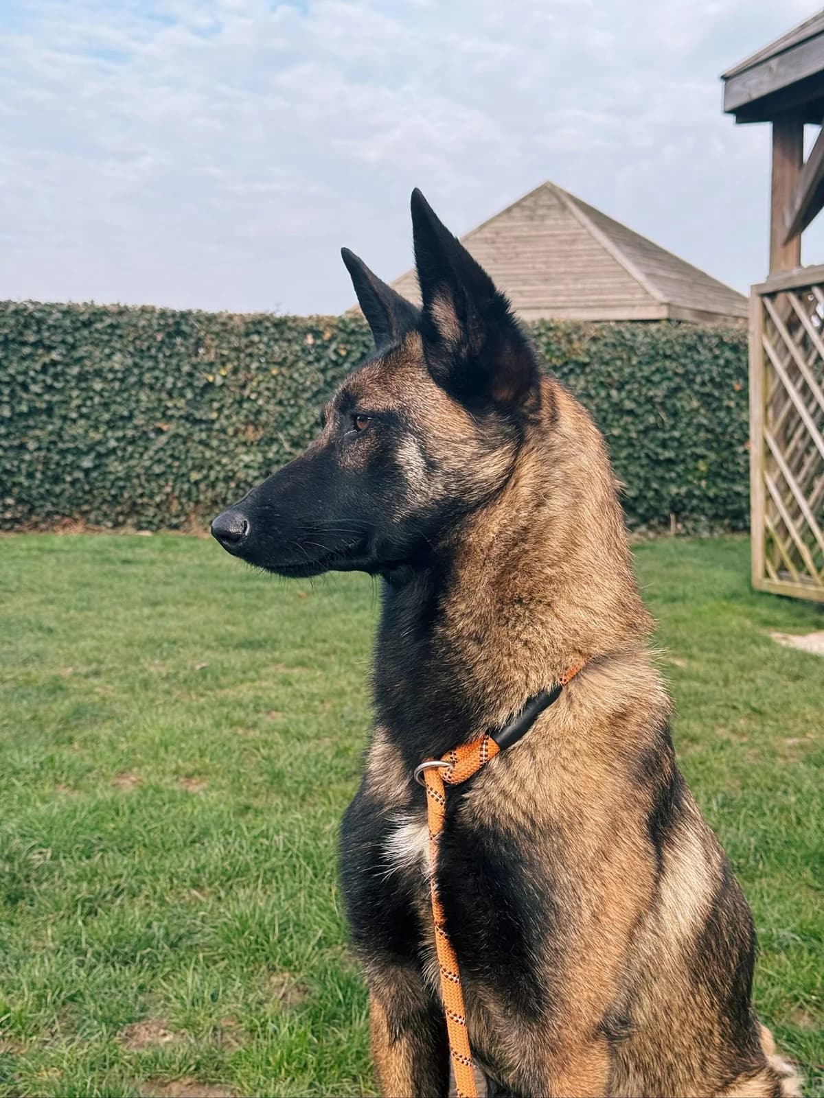 Naïa, female Belgian Malinois for adoption at Perwez), Sans Collier photo 4