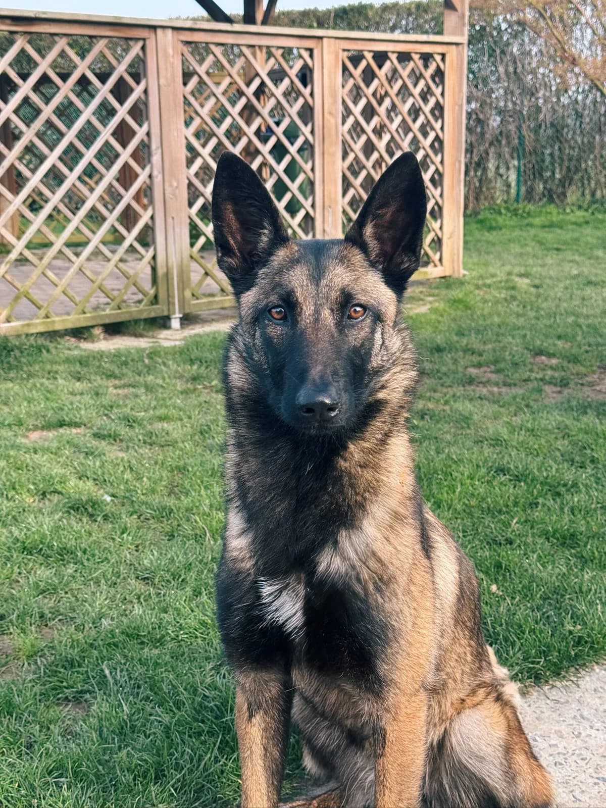 Naïa, female Belgian Malinois for adoption at Perwez), Sans Collier photo 5
