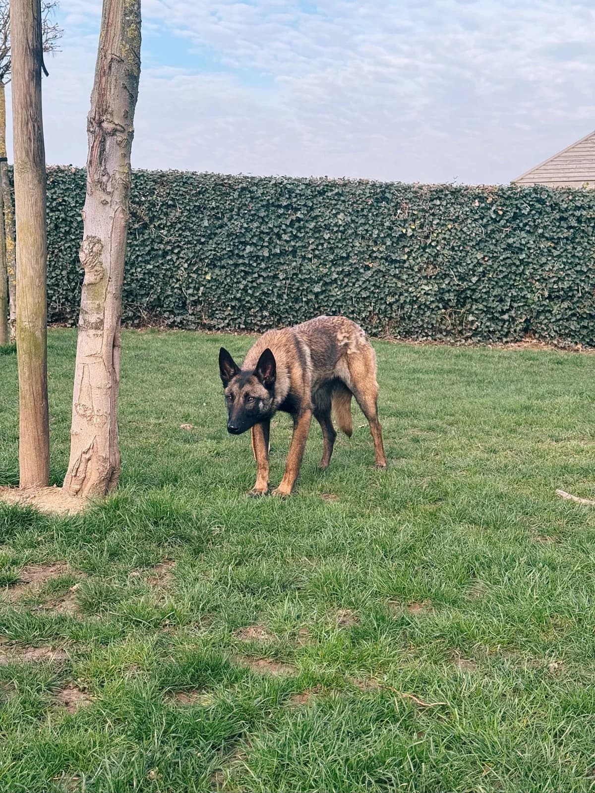 Naïa, female Belgian Malinois for adoption at Perwez), Sans Collier photo 6
