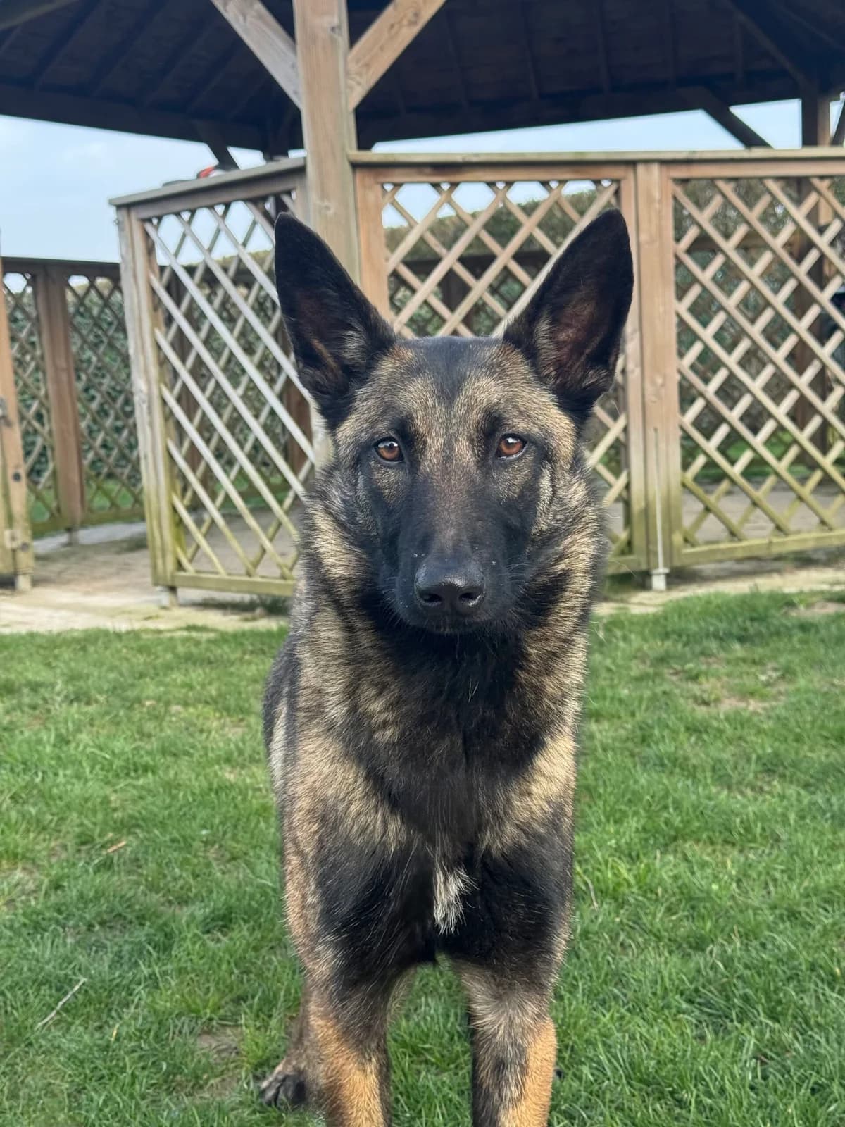 Naïa, female Belgian Malinois for adoption at Perwez), Sans Collier photo 7