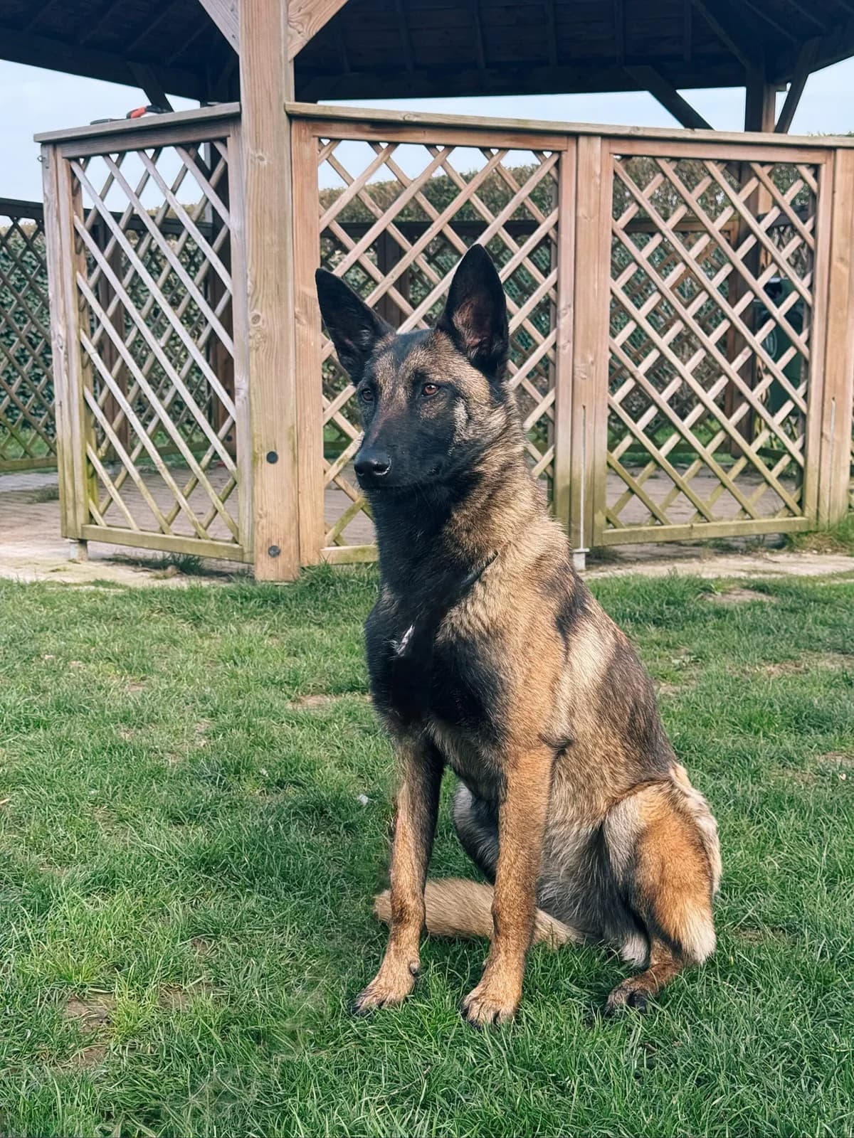 Naïa, female Belgian Malinois for adoption at Perwez), Sans Collier photo 8