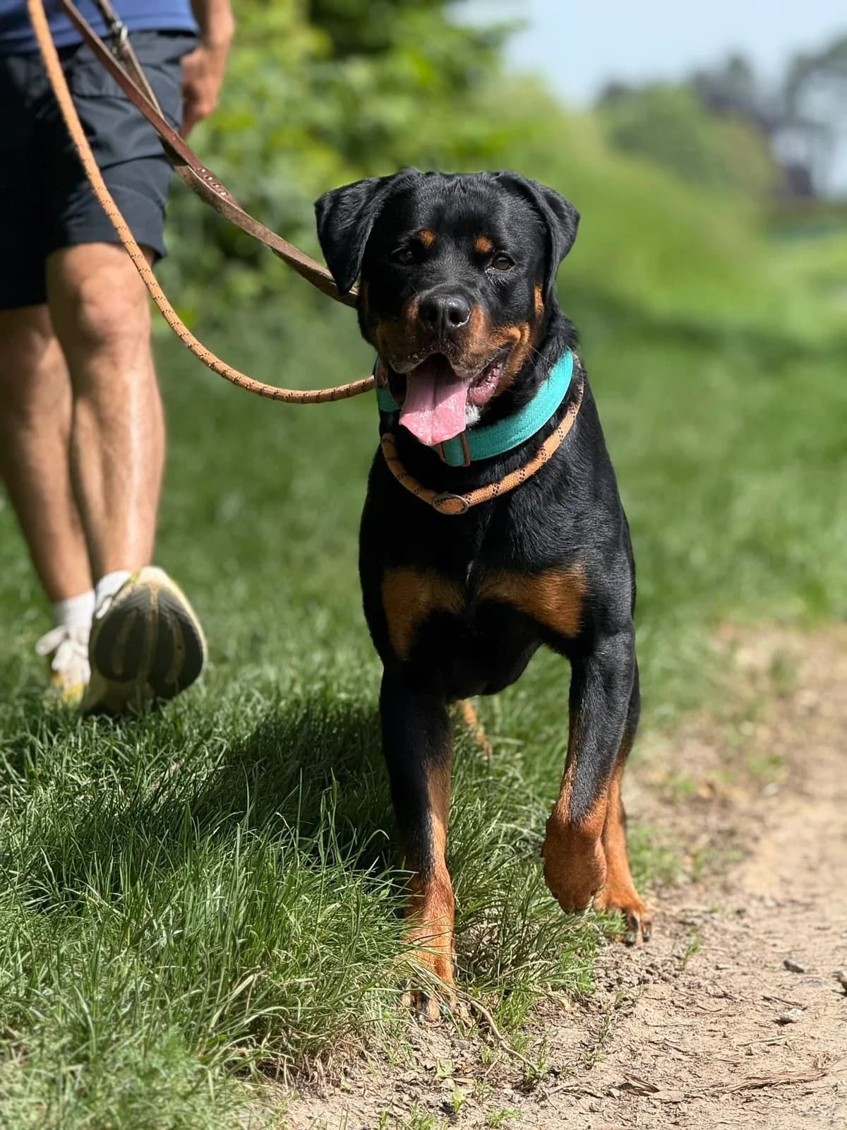 Nami, female young Rottweiler for adoption at Perwez), Sans Collier