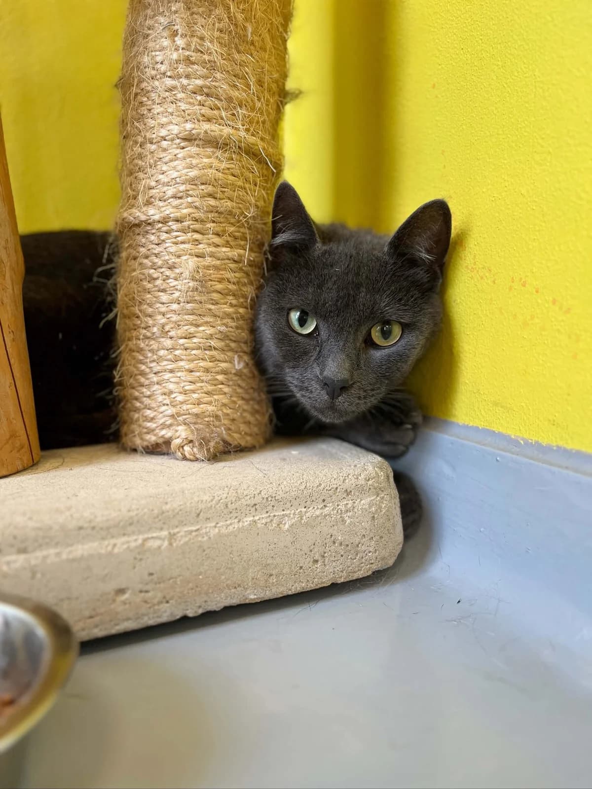 Ollio, male 4yo European Shorthair for adoption at Perwez), Sans Collier