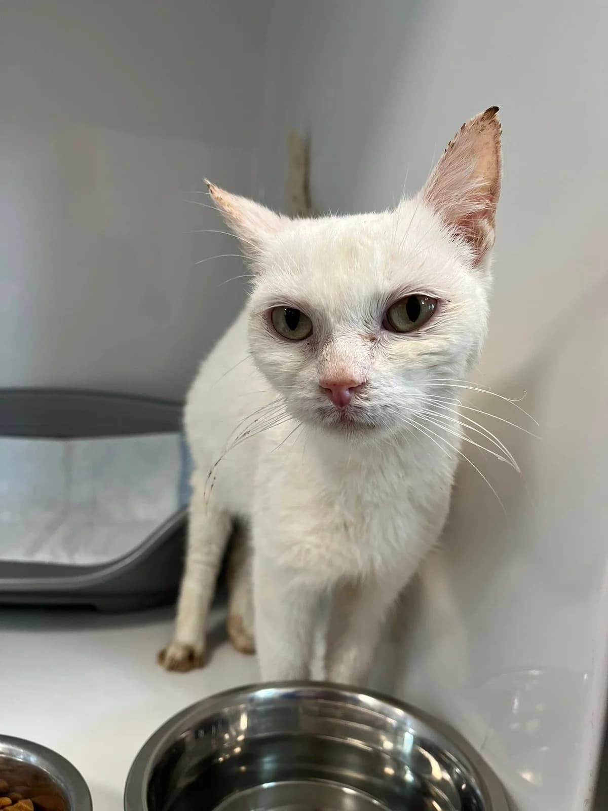 Pasta, female 4yo European Shorthair for adoption at Perwez), Sans Collier