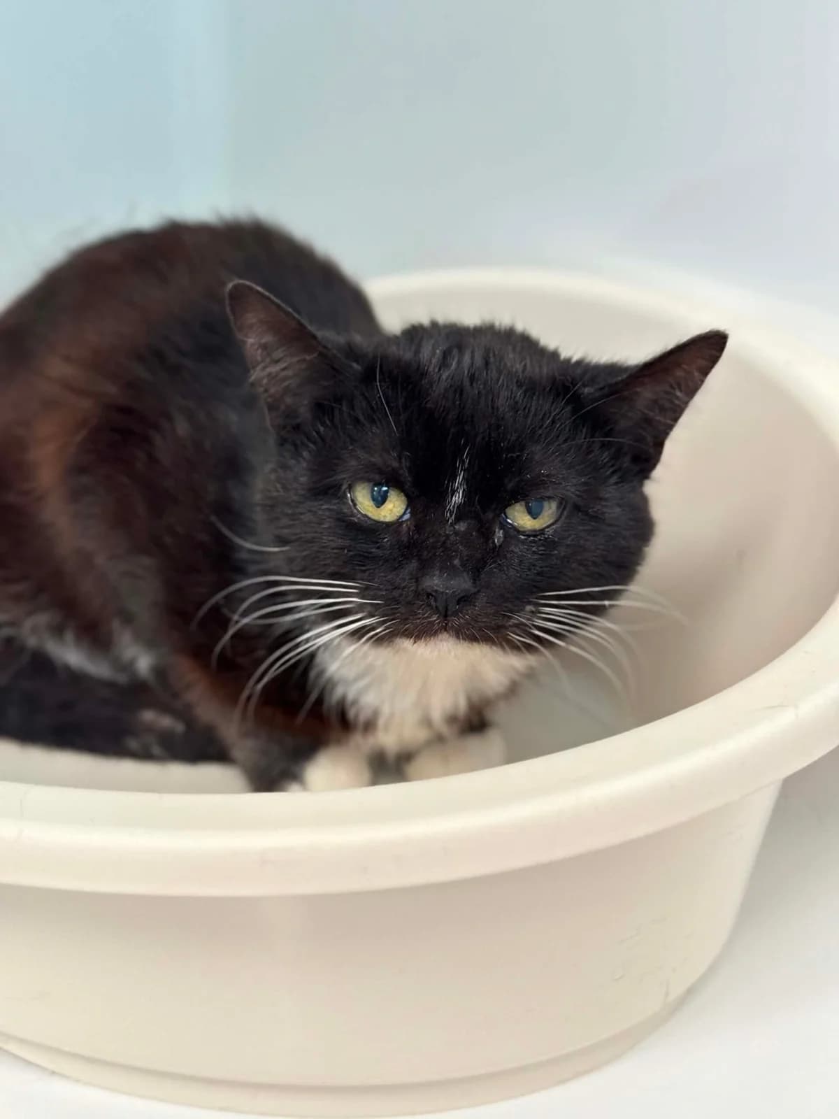 Paulin, male senior European Shorthair for adoption at Perwez), Sans Collier