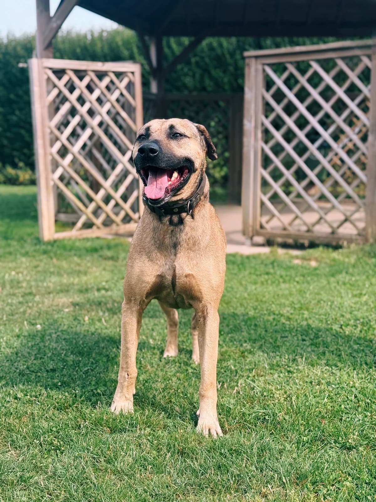 Pilou, male mixed breed for adoption at Sans Collier