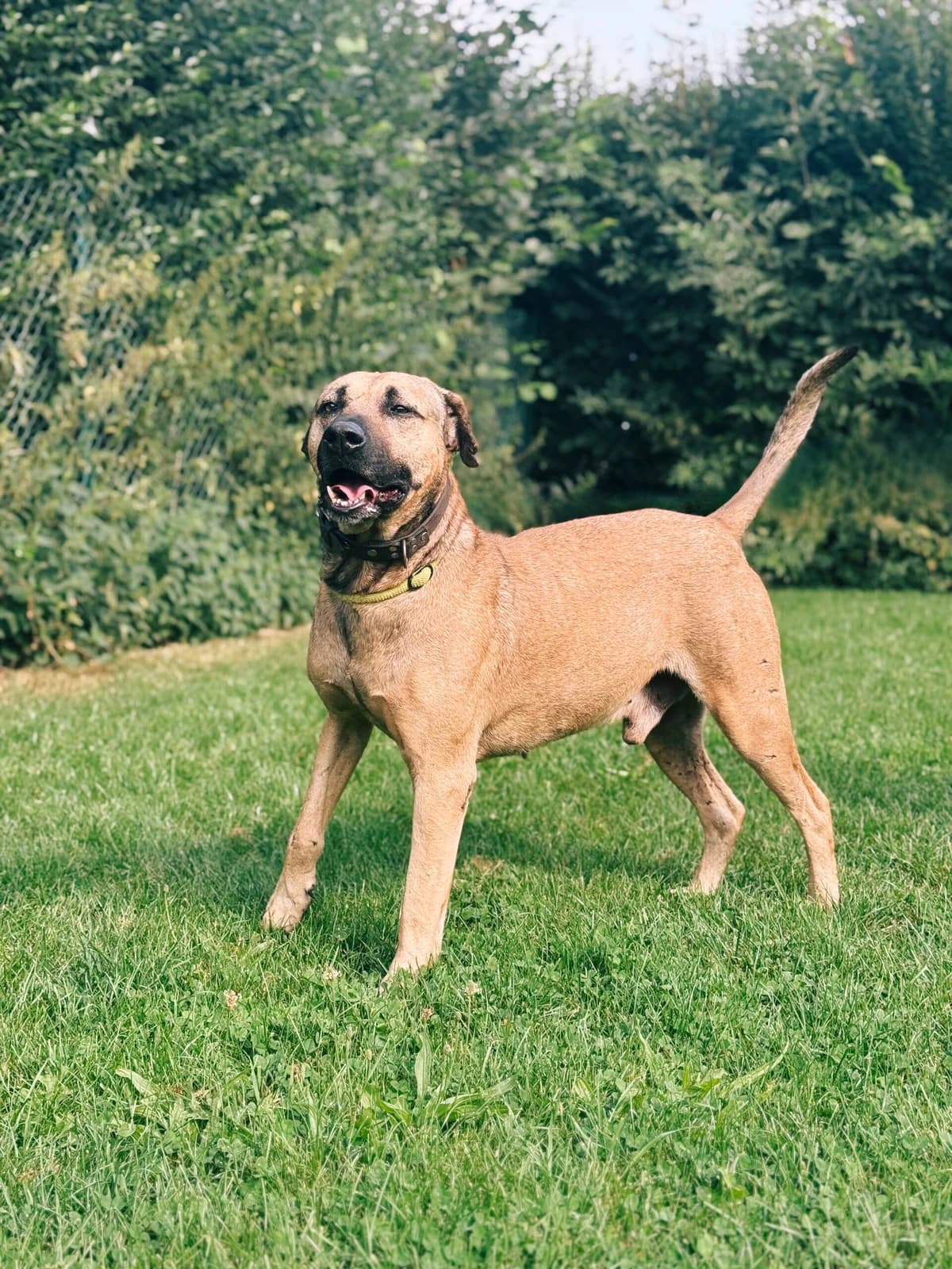 Pilou, male mixed breed for adoption at Perwez), Sans Collier photo 2