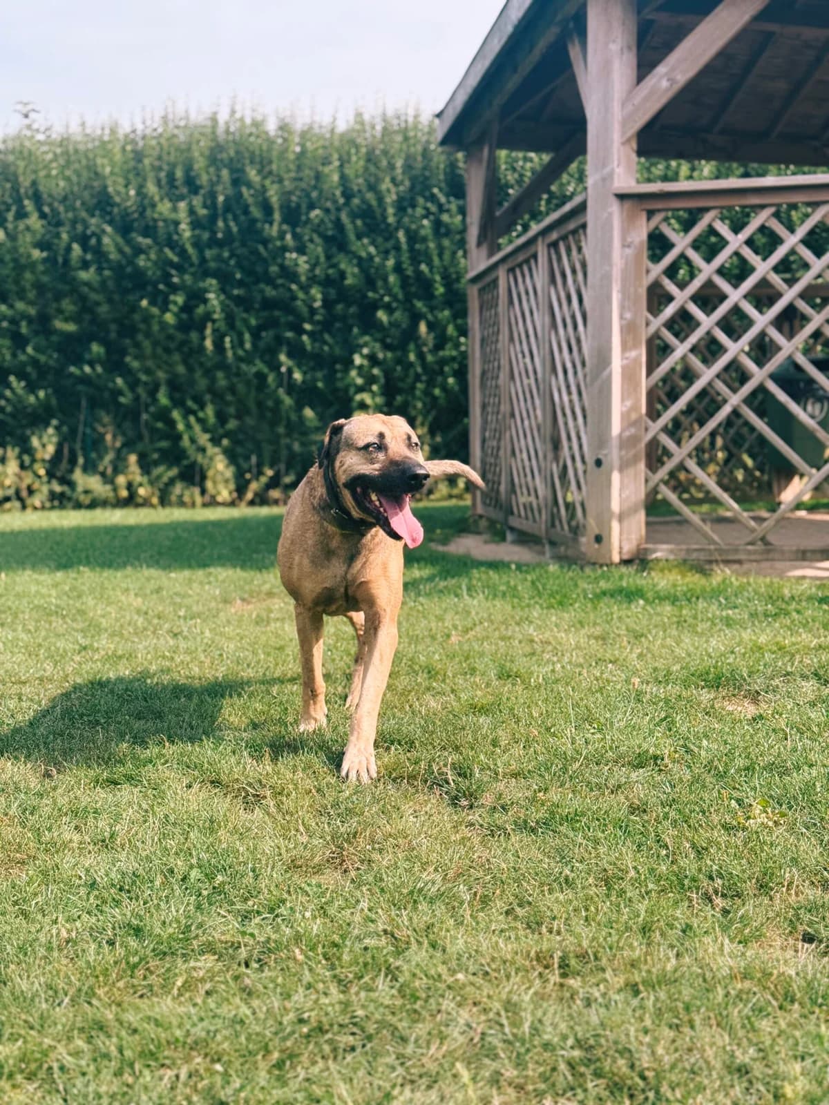 Pilou, male mixed breed for adoption at Perwez), Sans Collier photo 3