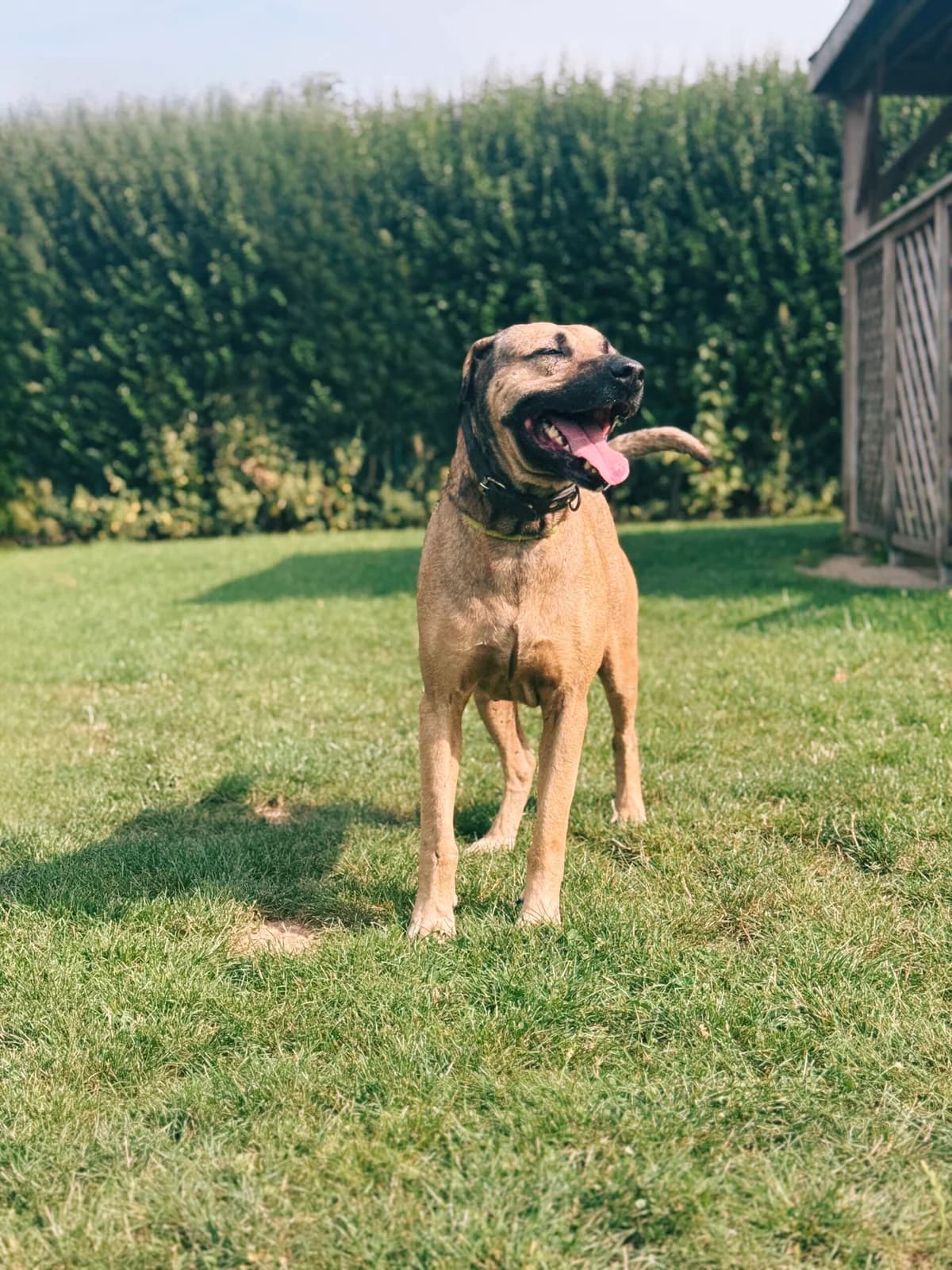 Pilou, male mixed breed for adoption at Perwez), Sans Collier photo 4