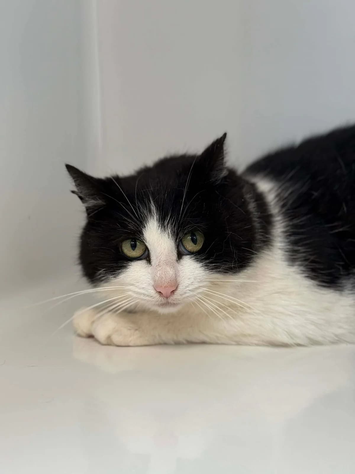 Pineapple, female 4yo European Shorthair for adoption at Perwez), Sans Collier